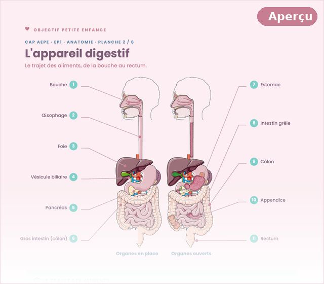 Planche d'anatomie du CAP AEPE : l'appareil digestif légendé