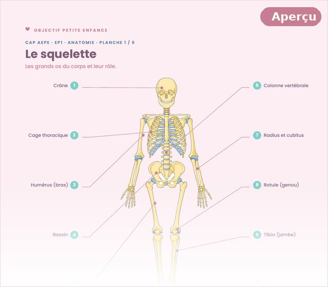Planche d'anatomie du CAP AEPE : le squelette légendé