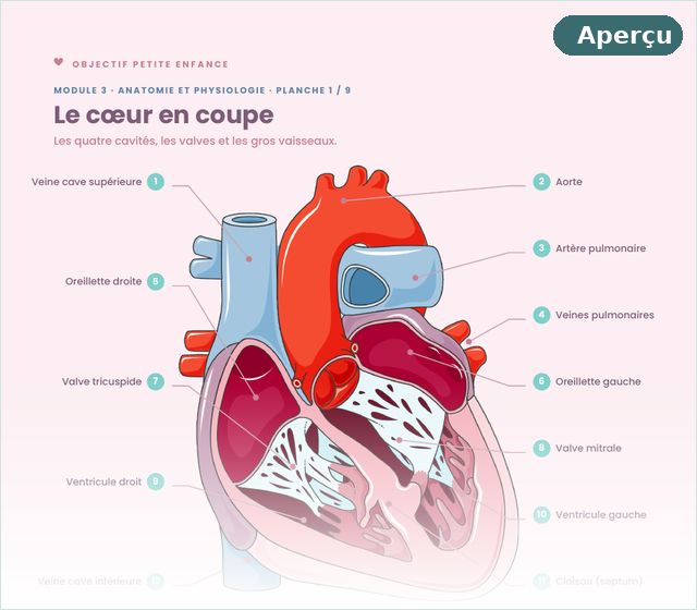 Planche d'anatomie de la fiche du module 3 : le cœur en coupe légendé