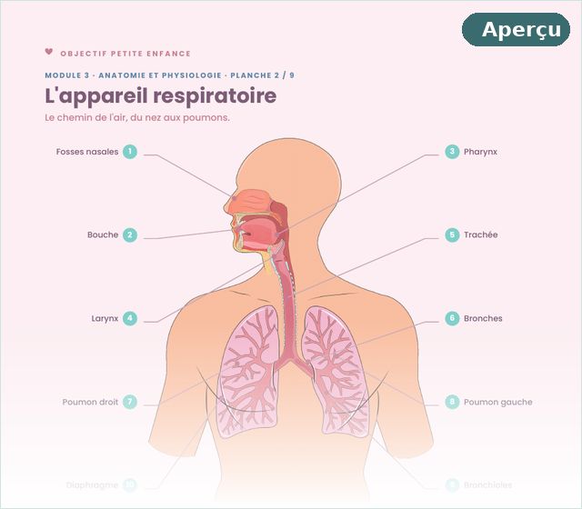 Planche d'anatomie de la fiche du module 3 : l'appareil respiratoire légendé